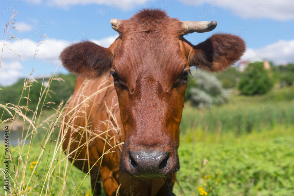 Outdoor portrait of cute cow with broken horn