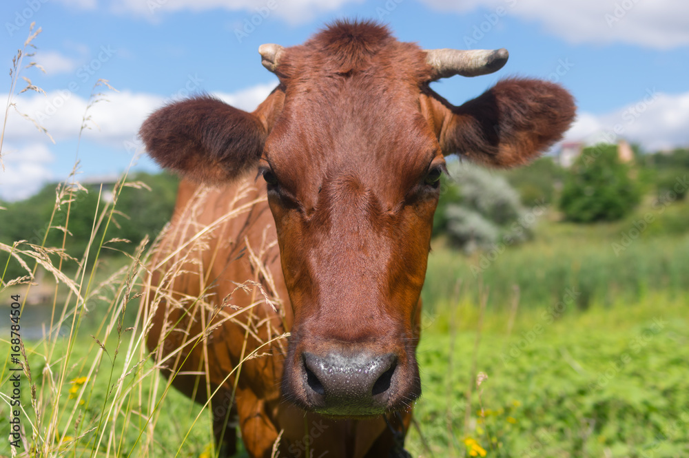 Outdoor portrait of cute cow with broken horn Outdoor portrait of cute cow with broken horn