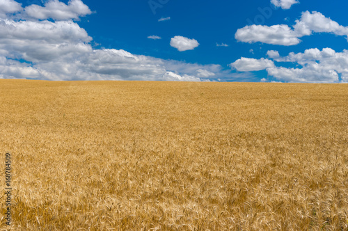 July landscape with blue sky  white clouds and ripe wheat fields near Dnipro city  central Ukraine