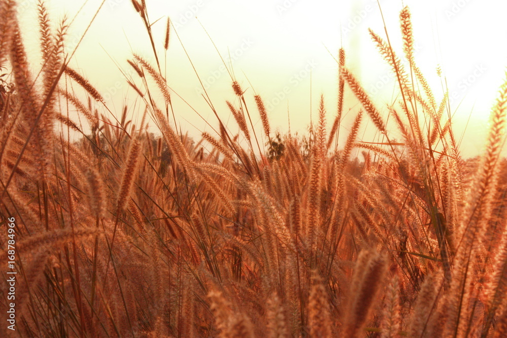 The nature grass flower in sunset before night and blur vintage background. The nature grass flower in sunset before night and blur vintage background.