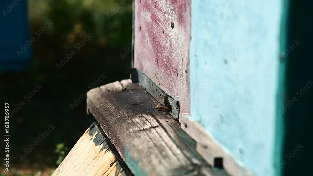 Bees at front hive entrance. Slow motion. Bees at front hive entrance. Slow motion.