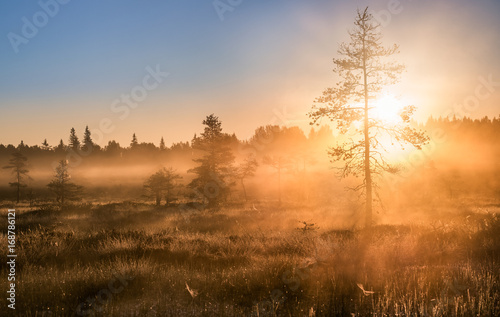 Scenic sunrise with foggy atmosphere at summer morning in Torronsuo National Park, Finland