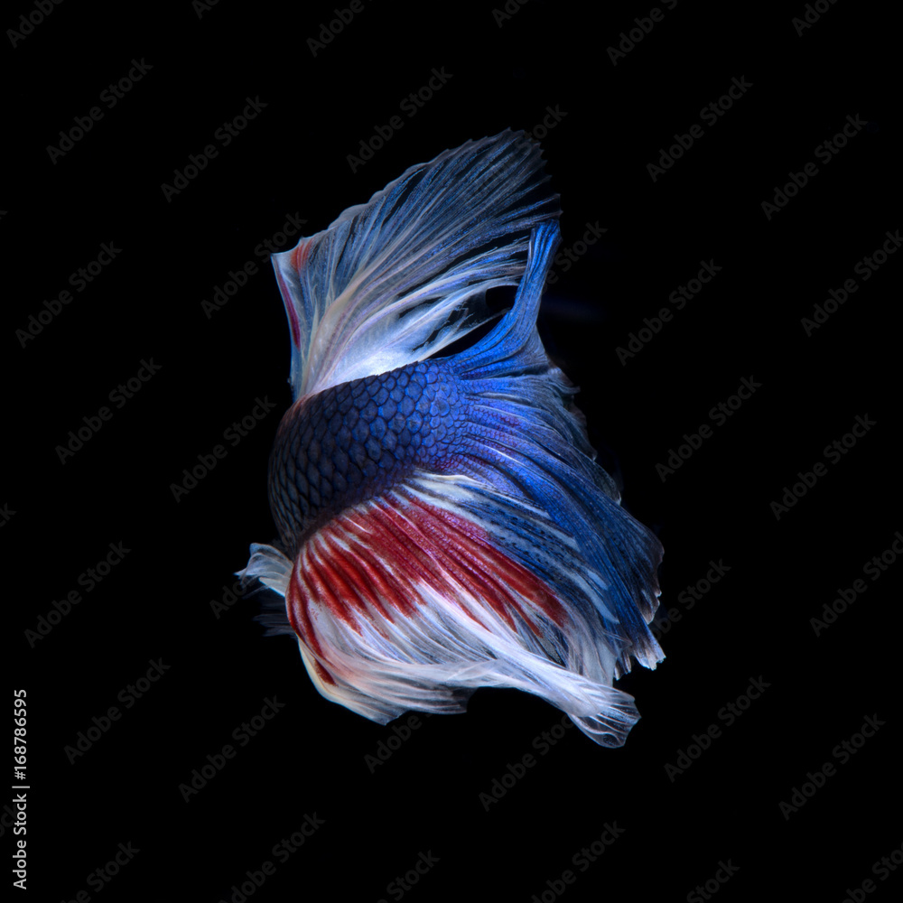 betta fish betta fish