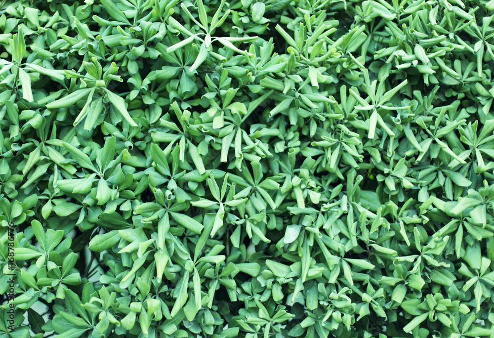 green leaves background green leaves background
