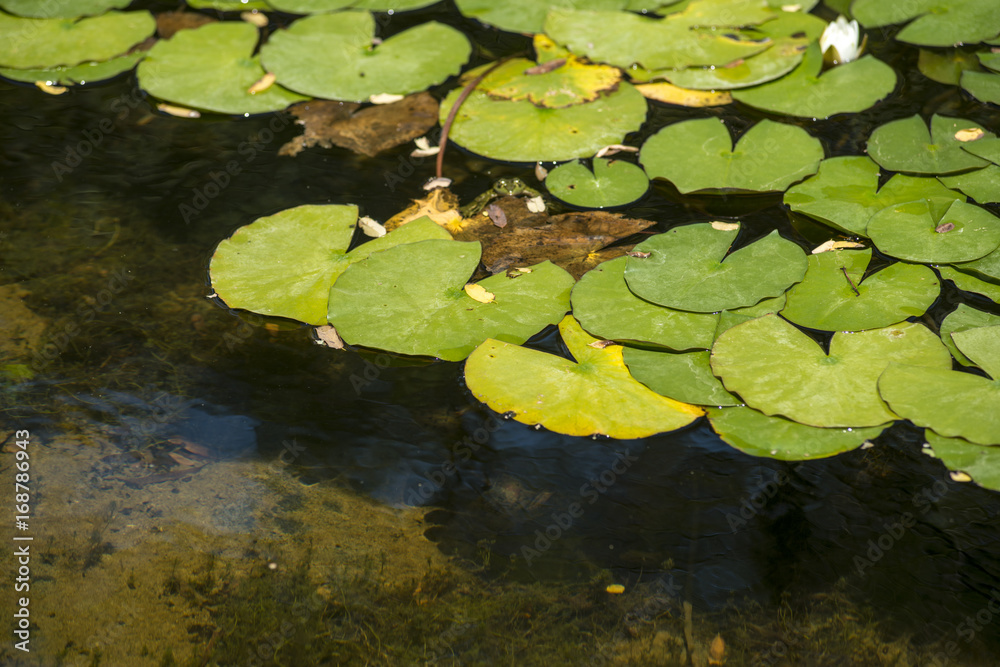 Lotus flower