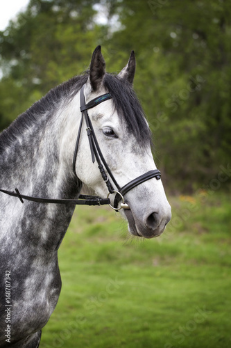 Portrait of a horse on a walk. Beautiful horse in apples gray-white with a black mane. © rosimon