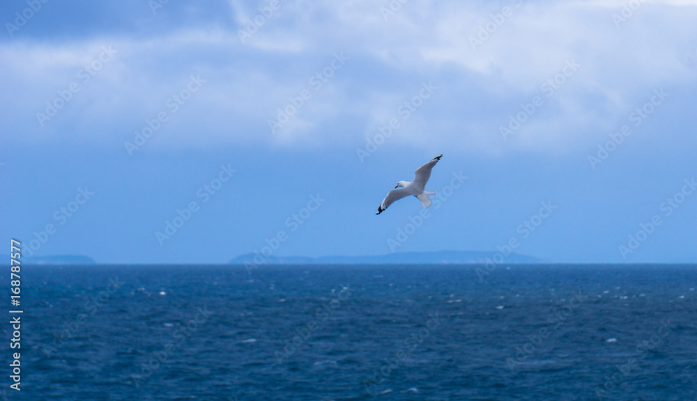 A seagull in flight at the Motopohue reserve. - in Southland, New Zealand.