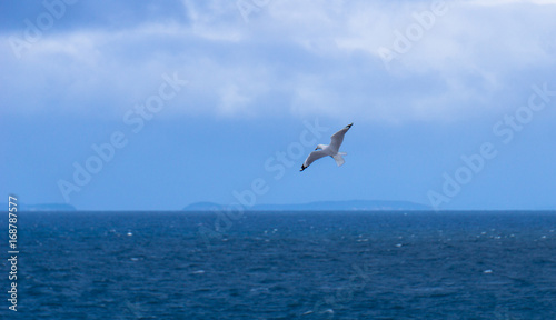 A seagull in flight at the Motopohue reserve. - in Southland, New Zealand.