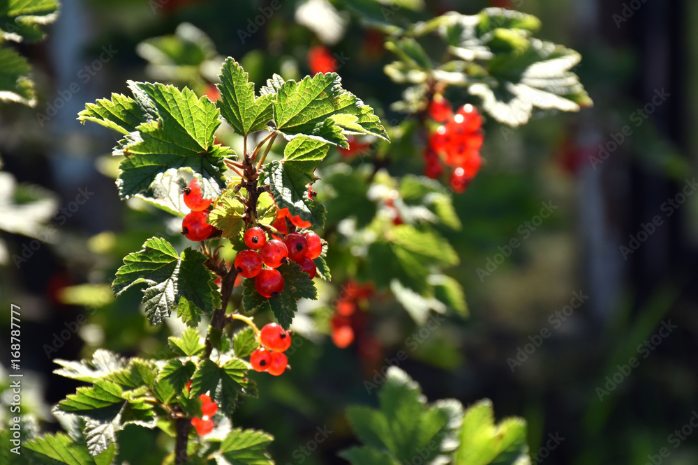 Red currant bush in the sun