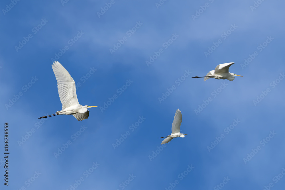 Drei Silberreiher im Flug gegen den Himmel Drei Silberreiher im Flug gegen den Himmel