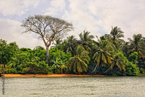 African landscape. Stylish bare tree and palm trees with water and sky in background. Beautiful African nature.