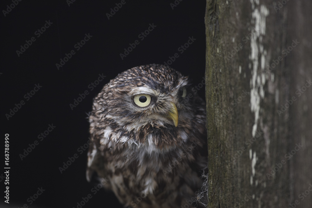 Obraz premium Little owl