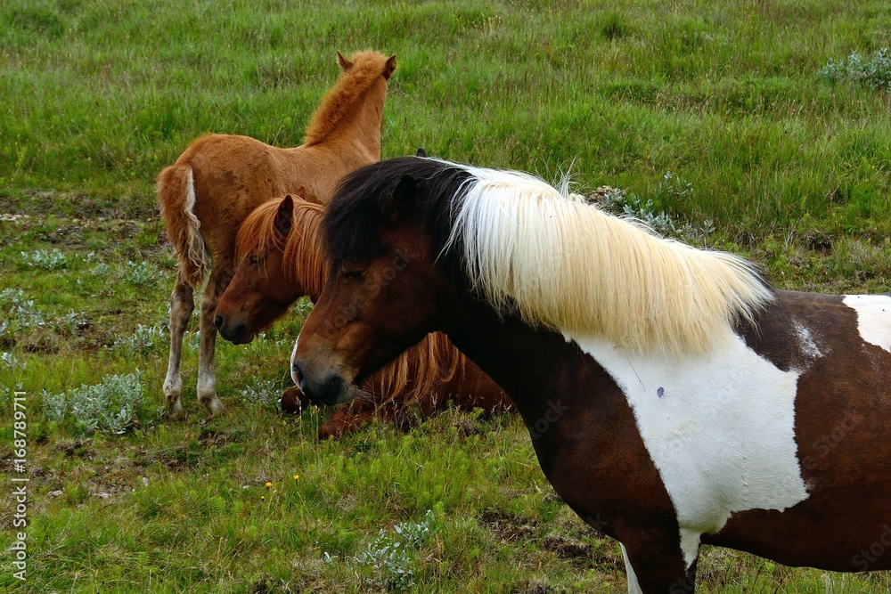 Icelandic horses, Sumarlidabar, Iceland Icelandic horses, Sumarlidabar, Iceland