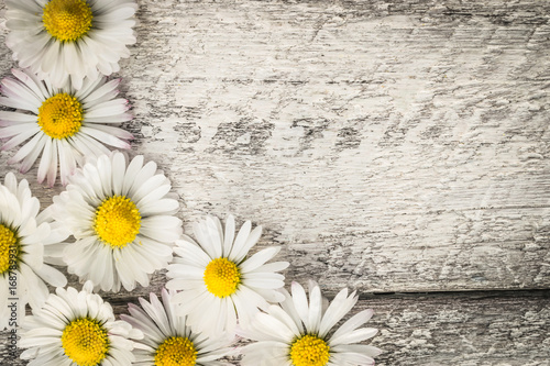 Chamomile flowers on wooden background. top view with copy space.