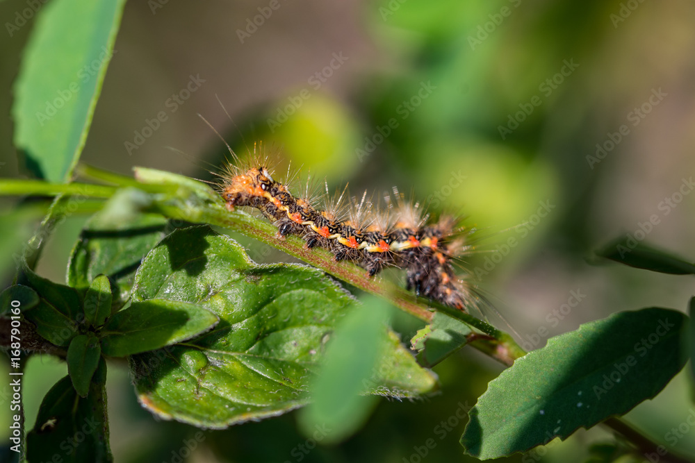 Insekten, Insects, Fliegen Insekten, Insects, Fliegen