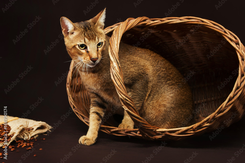 Ταπετσαρία Chausie, abyssinian cat on dark brown background