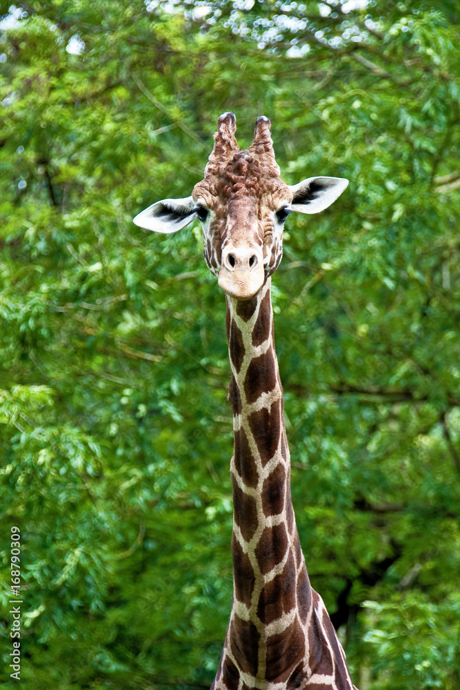 Giraffe - Giraffa camelopardalis Giraffe - Giraffa camelopardalis