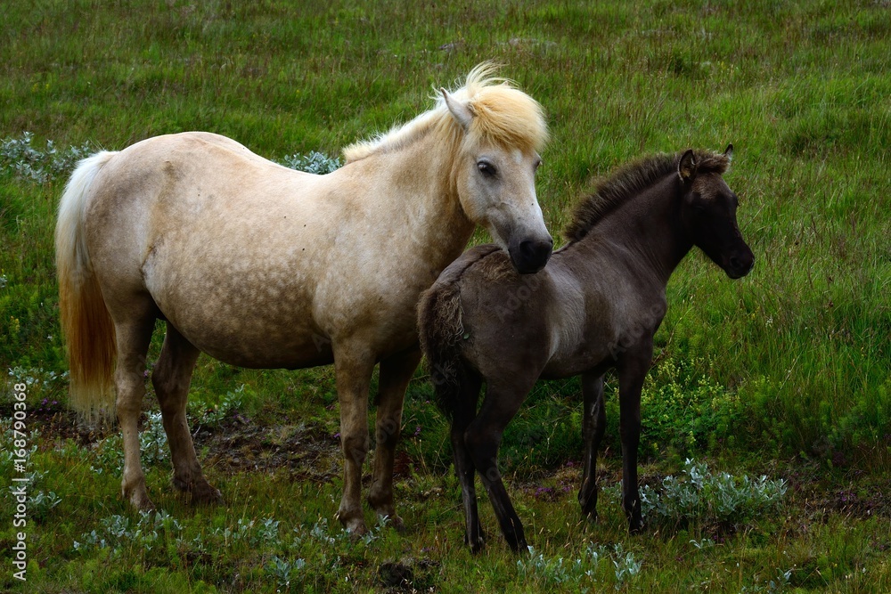 Icelandic horses, Sumarlidabar, Iceland Icelandic horses, Sumarlidabar, Iceland
