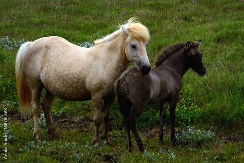 Icelandic horses  Sumarlidabar  Iceland