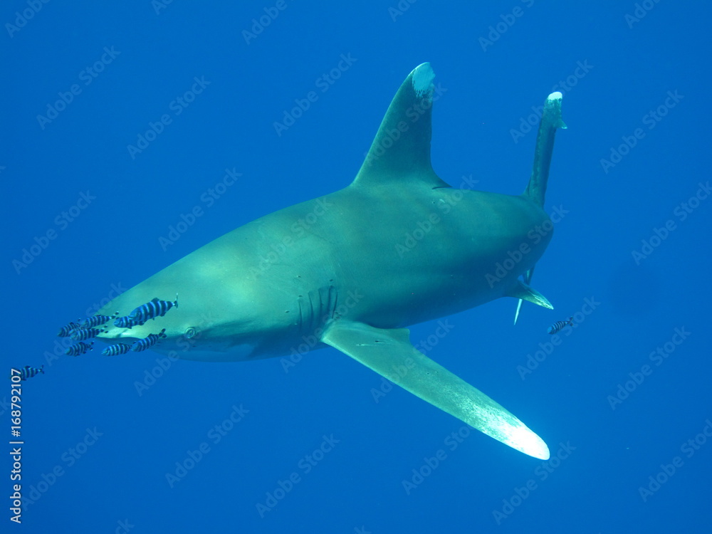 Naklejka premium requin océanique longimanus
