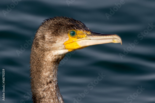 The head of commom cormoran on blue water background. photo
