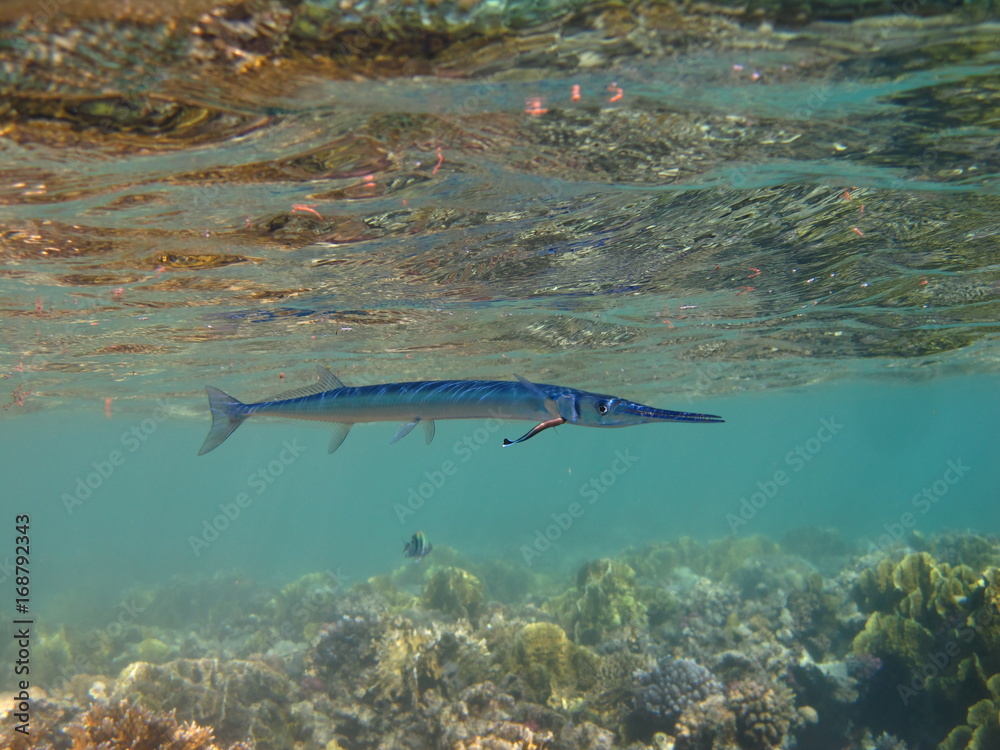 Fototapeta premium poisson