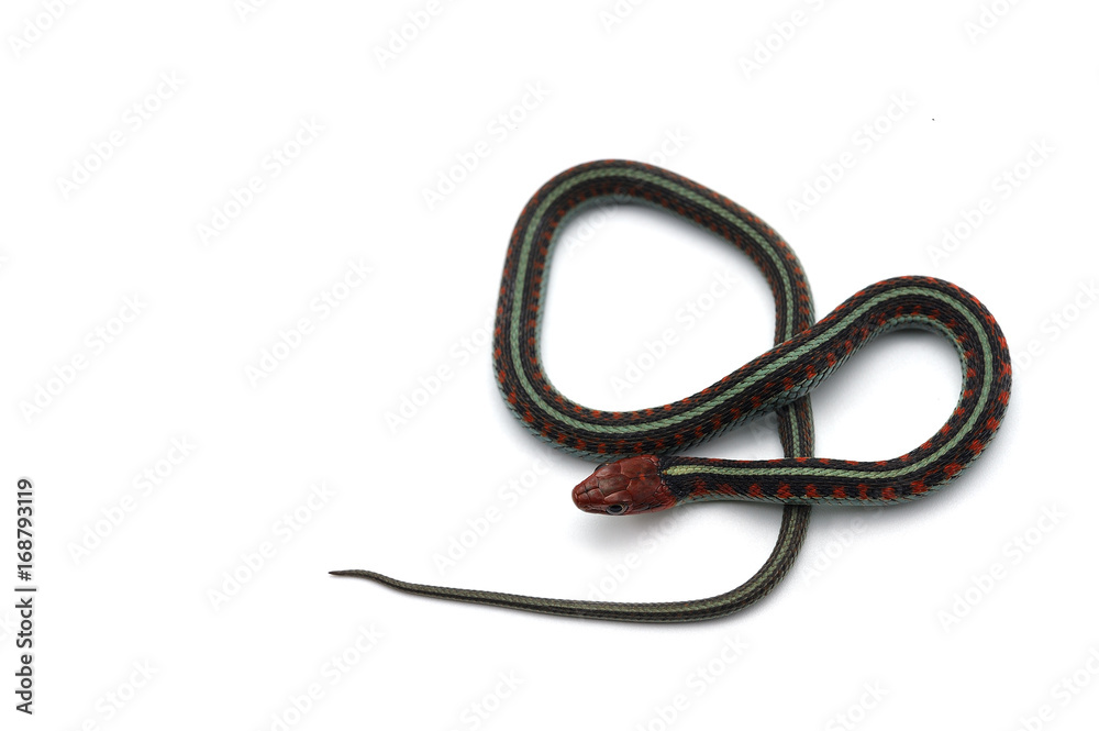 Eastern Gather Snake isolated on white background Eastern Gather Snake isolated on white background