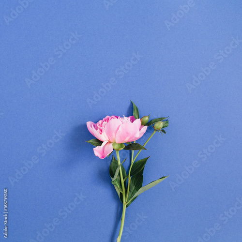 Beautiful pink peony flower on dark blue background. Flat lay, top view.