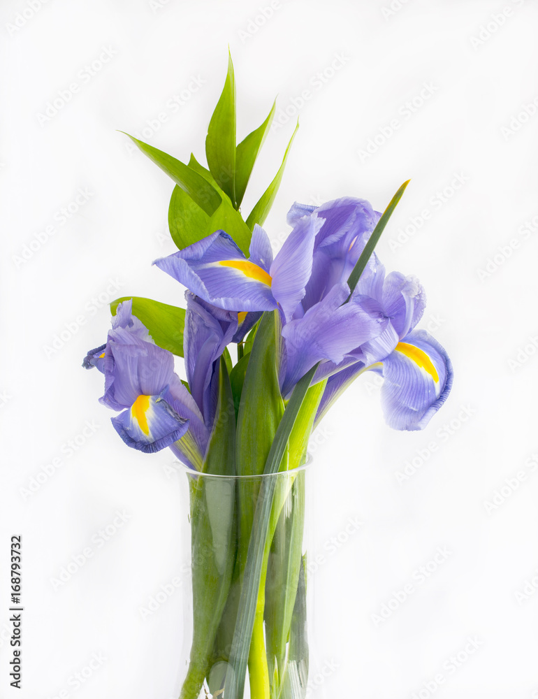 Bouquet of violet lily flowers on white background.
