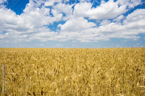Golden summer landscape - wheat field with blue sky and cloudscape