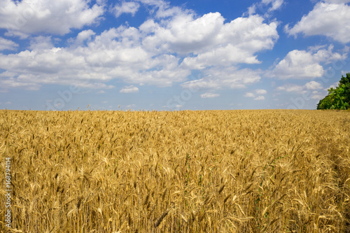 field with gold ears of wheat in sunset