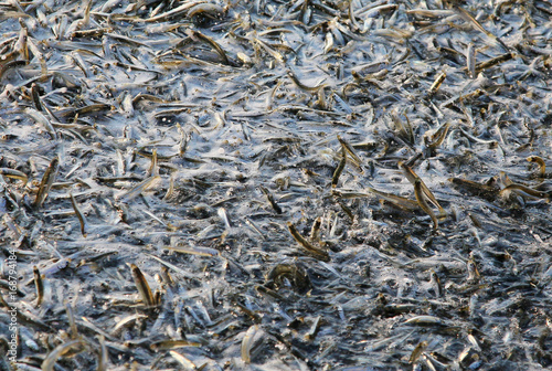 Canvas-taulu Big flock of small fish
