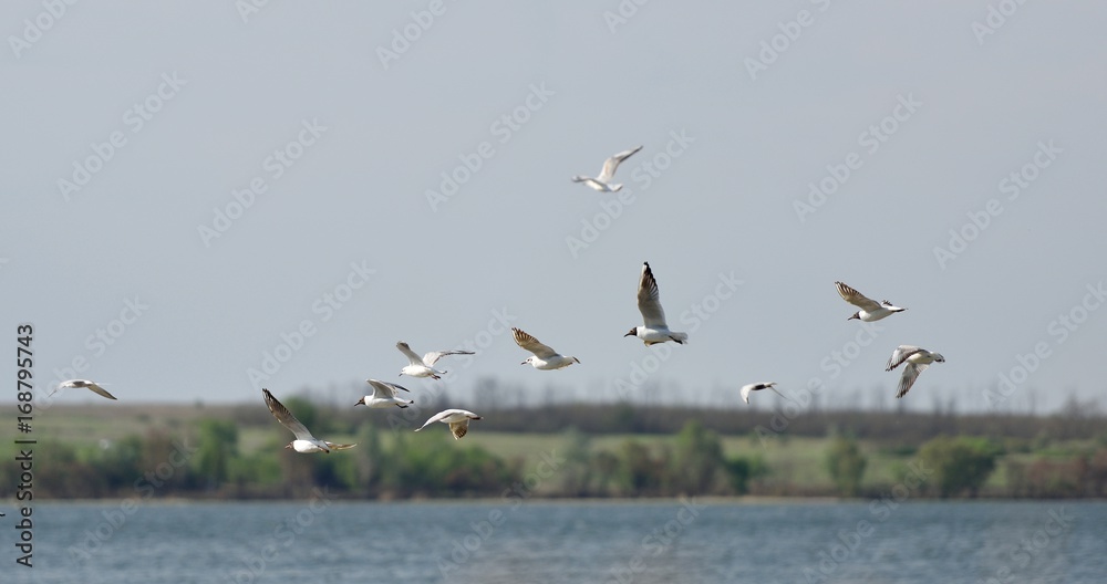 A flock of seagulls fly in the clear sky above the lake