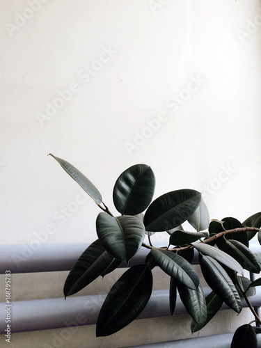 Ficus elastica