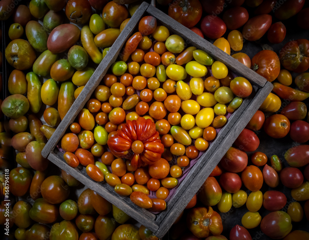 Colored tomatoes in the frame Colored tomatoes in the frame