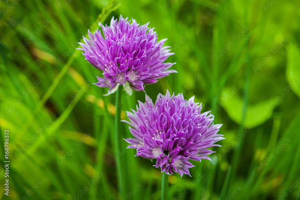 Purple flowers of a chive.