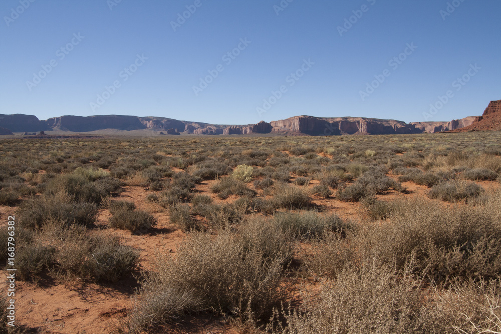 Vegetation in the desert of Monument Valley, Utah/Arizona, USA.