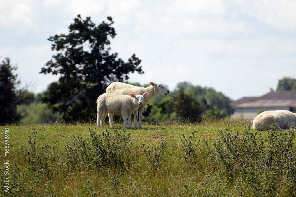 Schafe, Ovis aries beim grasen auf einem Deich