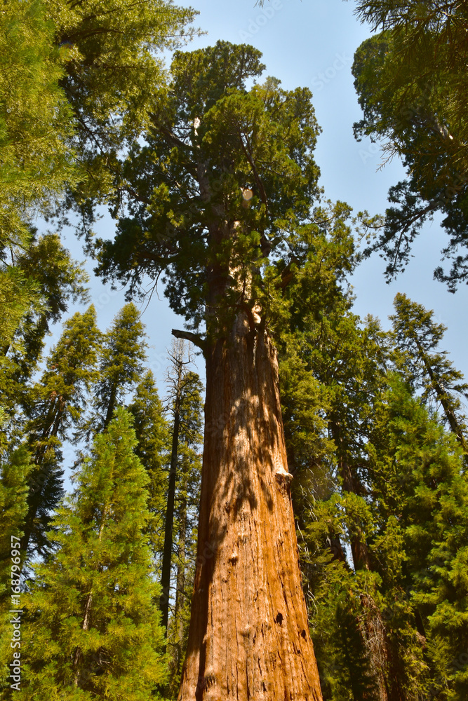 Fototapeta premium Giant Huge Sequoia Trees