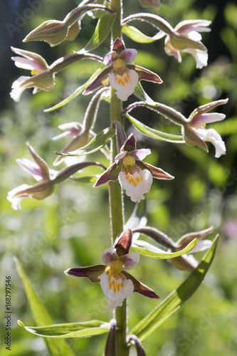 Epipactis palustris, marsh helleborine, wild orchid in bloom photo