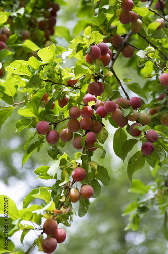 Prunus cerasifera, cherry plum, myrobalan plum branches full of ripening fruit