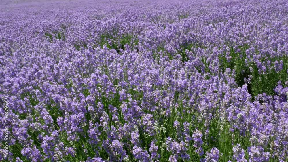Avenues of grass separate the rows of lavender which stretch as far as the eye can see Avenues of grass separate the rows of lavender which stretch as far as the eye can see