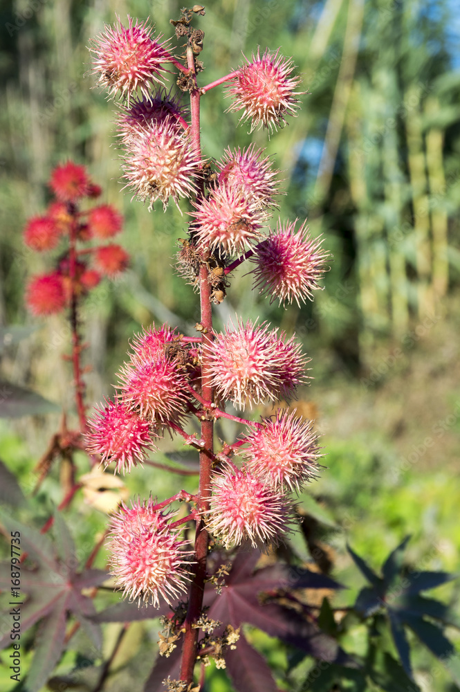 Ricinus communis, Ricininae, castorbean, castor-oil-plant red prickly fruits with white flowers in bloom Ricinus communis, Ricininae, castorbean, castor-oil-plant red prickly fruits with white flowers in bloom