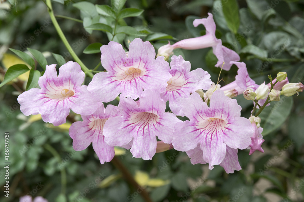 Obraz premium Podranea ricasoliana, Port St Johns creeper, Port St Johns klimop, pink trumpet vine, pink trumpetflower, Zimbabwe Creeper, Pink Tecoma in bloom