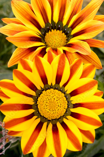 Gazania rigens  gazania splendens  treasure flower  two red stripe gazanias in bloom