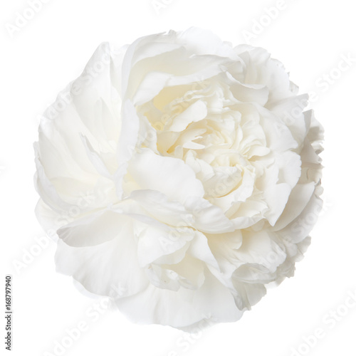 White peony isolated flower.