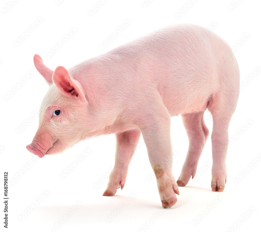 Pig on white. Pig on white.