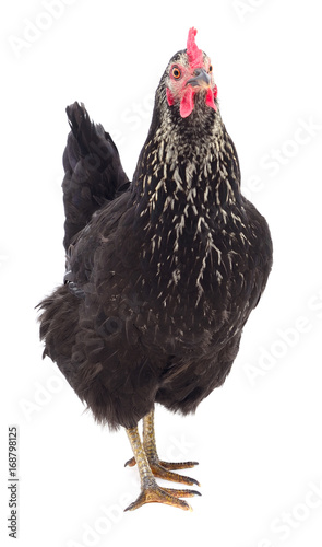 Black hen isolated.