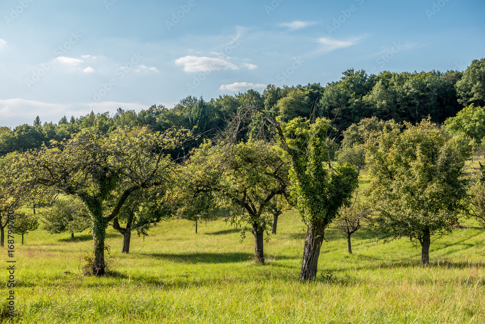 Alte Apfelbäume