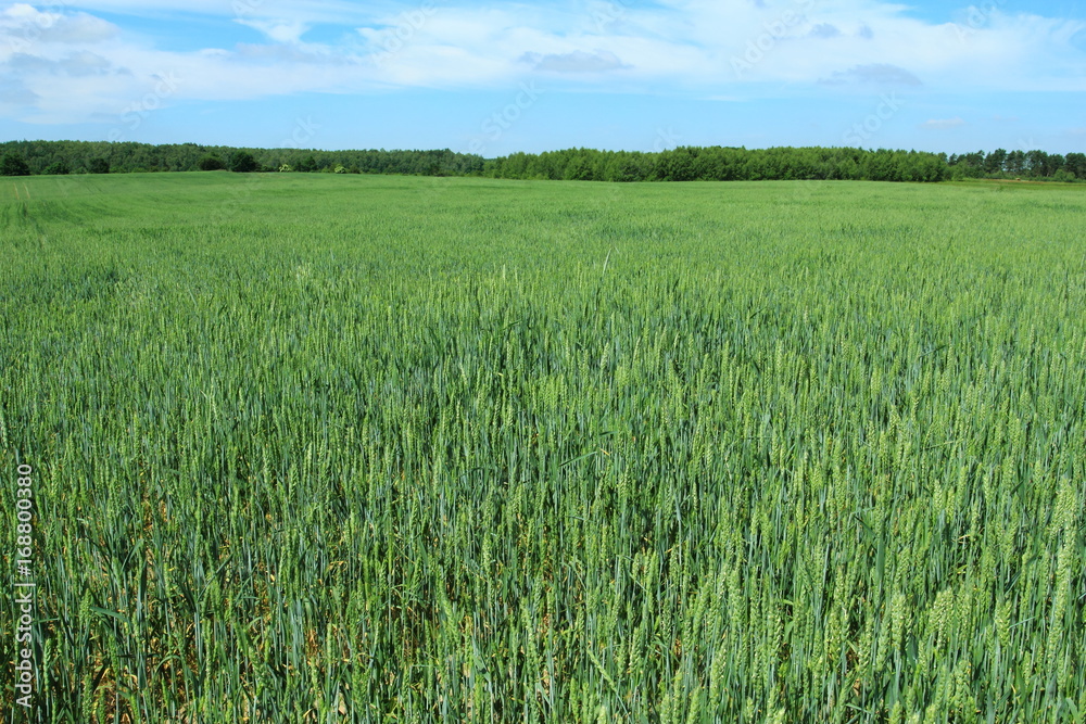 Green field with young wheat crop growing